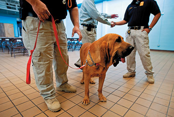 Zeus, the Laguna Police Departments first bloodhound, was donated. — © 2009 Gallup Independent / Brian Leddy 