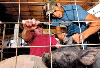 Chuck Schultz, left, holds tight while Lane Sauter tags a mischievous swine belonging to Kendra Power at the Bi-County Fairground in Prewitt on Saturday. — © 2009 Gallup Independent / Adron Gardne