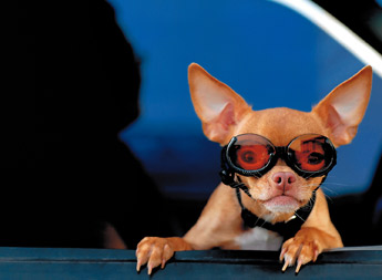 A chihuahua named Francisco pokes his head out of the window as Thomas Clark sits in the drivers seat on Tuesday afternoon. Francisco likes to stick his head out of the window while driving. — © 2009 Gallup Independent / Cable Hoover