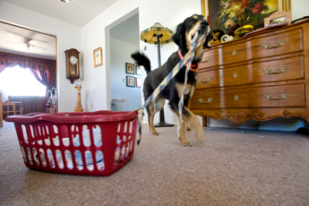 Greta, a trained Gordon Setter service dog, brings along a clothes hamper full of napkins and clothing. Greta once saved Karen when a fire started in the kitchen from a candle left burning. — © 2009 Gallup Independent / Adron Gardner 