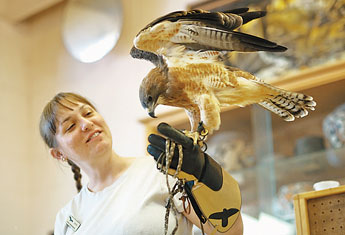 Laura Simmons, of New Mexico Raptors, holds a Swainson's Hawk at the Mother Whiteside's Library in Grants on Friday. — © 2009 Gallup Independent / Adron Gardner