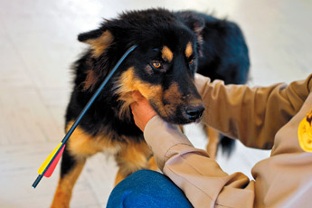 A dog with an arrow stuck in it's head was brought into the McKinley County Humane Society early Wednesday morning. The animal, which does not yet have a name, was found in the Williams Acres area and appeared to be ok despite it's injuries. — © 2009 Gallup Independent / Brian Leddy 
