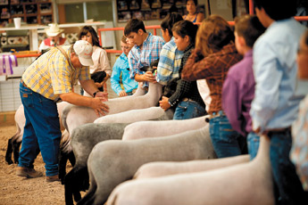 Flocking to Prewitt Bi-County Fair celebrates 40 years  4H judge Mike Hanagan judges sheep as contestants line up during Friday's Bi-Couny Fair in Prewitt. The Fair continues through Monday. — © 2009 Gallup Independent / Brian Leddy