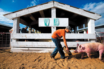 Skyler Varramore leads his pig along the stables before judging time at the Bi-County Fair in Prewitt on Saturday. — © 2009 Gallup Independent / Adron Gardner 