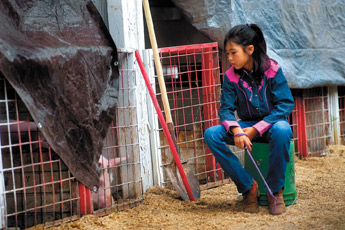 Alyssa Sauter gives a pig some quiet company at the Bi-County Fair in Prewitt on Saturday. — © 2009 Gallup Independent / Adron Gardner 