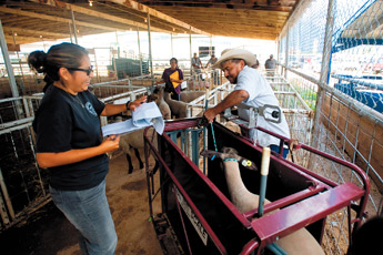 Gary Roan helps check in animals with his daughter Geri Roan at the Navajo Nation Fair on Wednesday. The weeklong fair continues through Sunday. — © 2009 Gallup Independent / Brian Leddy 