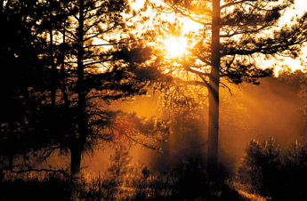 Sun sets and dust rises in the Cibola National Forest during the golden hour. — © 2009 Gallup Independent / Brian Leddy