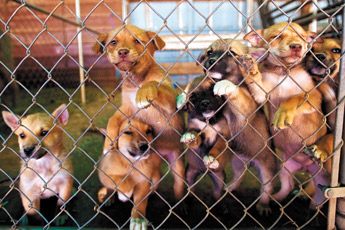 A litter of seven puppies gather together in their pen at the Window Rock Veterinary Clinic in Window Rock Tuesday. The puppies are part of the Navajo Puppy Adoption program and are currently awaiting foster homes. — © 2009 Gallup Independent / Cable Hoover 