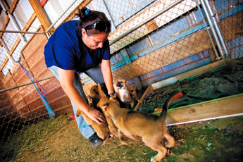 Community outreach coordinator Kendra Wapaha plays with a litter of seven orphan puppies at Window Rock Veterinary Clinic in Window Rock Tuesday. — © 2009 Gallup Independent / Cable Hoover