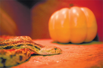 A bull snake coils by a pumpkin in its tank during the Zoo Boo Halloween event at the Navajo Nation Zoo Friday. The event continued on Saturday with free face-painting, games and the opening of the zoo’s new playground. — © 2009 Gallup Independent / Cable Hoover
