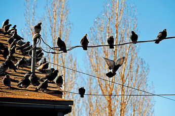 Pigeons congregate en masse on a roof on the north side in Gallup on Monday afternoon. — © 2009 Gallup Independent / Brian Leddy