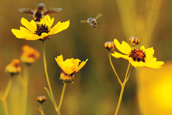 Bugs and flowers work their daily exchange in the tinier side of life in McGaffey on Thursday.&mdash;&nbsp;&copy; 2009 Gallup Independent / Adron Gardner 