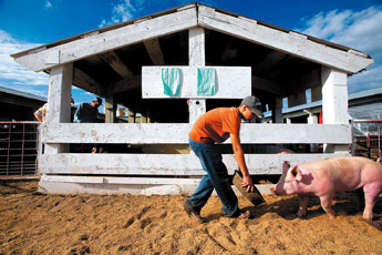 Skyler Varramore leads his pig along the stables before judging time at the Bi-County Fair in Prewitt on Saturday. &mdash;&nbsp;&copy; 2009 Gallup Independent / Adron Gardner 